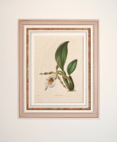 ベンジャミン・モーンド 「植物写生図説」 1836年−42年 No.B122