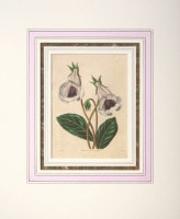 ベンジャミン・モーンド 「植物写生図説」 1836年−42年 No.B149
