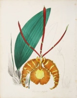ベンジャミン・モーンド 「植物写生図説」 1836年−42年 No.A10