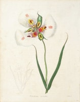ベンジャミン・モーンド 「植物写生図説」 1836年−42年 No.A30