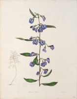 ベンジャミン・モーンド 「植物写生図説」 1836年−42年 No.A40