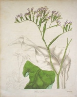ベンジャミン・モーンド 「植物写生図説」 1836年−42年 No.A47