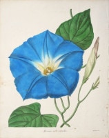 ベンジャミン・モーンド 「植物写生図説」 1836年−42年 No.A52