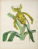 ベンジャミン・モーンド 「植物写生図説」 1836年−42年 No.A56