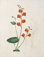 ベンジャミン・モーンド 「植物写生図説」 1836年−42年 No.A89