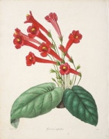 ベンジャミン・モーンド 「植物写生図説」 1836年−42年 No.A91