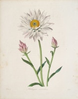 ベンジャミン・モーンド 「植物写生図説」 1836年−42年 No.A92
