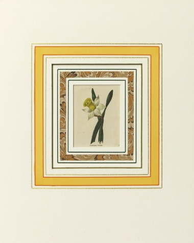 ベンジャミン・モーンド 「植物園」 1825年−51年 No.368