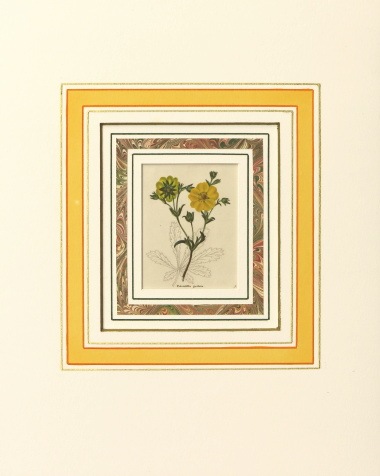 �٥󥸥�ߥ󡦥⡼��� �ֿ�ʪ��� 1825ǯ��51ǯ No.379