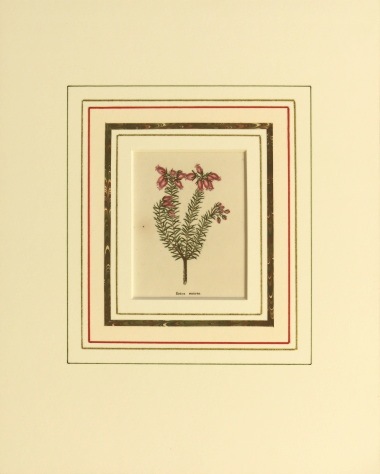 �٥󥸥�ߥ󡦥⡼��� �ֿ�ʪ��� 1825ǯ��51ǯ No.217