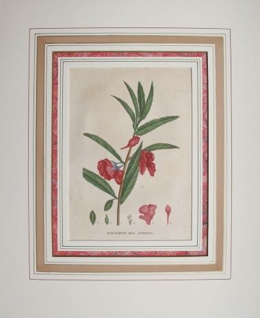 ジャン・アンリ・ジョーム・サン・ティレール 「フランスの植物」 1805年−09年 No.50