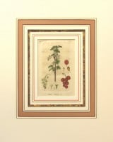 �䡼���åס�����ȥ���� �֥ɥ��Ŀ�ʪ��������� 1798ǯ��1862ǯ No.403