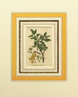 �䡼���åס�����ȥ���� �֥ɥ��Ŀ�ʪ��������� 1798ǯ��1862ǯ No.3405