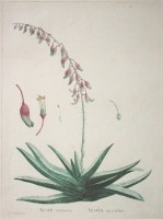 �������她�ȡ��ԥ�ॹ���ɡ�����ɥ� ��¿����ʪ����� ��1798ǯ��1829ǯ�� No.19