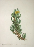 �������她�ȡ��ԥ�ॹ���ɡ�����ɥ� ��¿����ʪ����� ��1798ǯ��1829ǯ�� No.36