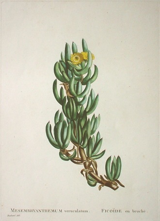 多肉植物。 專用図 オーギュスト・ピラムス・ド・カンドル 「多肉植物図譜」 （1798