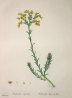 �������她�ȡ��ԥ�ॹ���ɡ�����ɥ� ��¿����ʪ����� ��1798ǯ��1829ǯ�� No.115