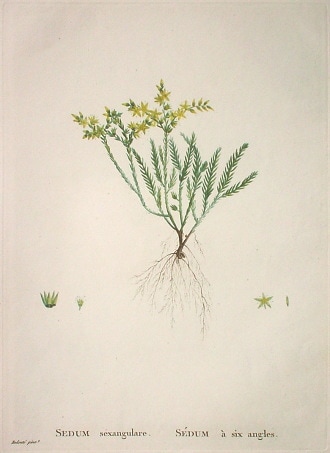 オーギュスト・ピラムス・ド・カンドル 「多肉植物図譜」 （1798年