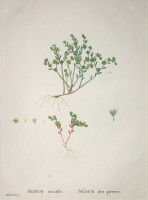 �������她�ȡ��ԥ�ॹ���ɡ�����ɥ� ��¿����ʪ����� ��1798ǯ��1829ǯ�� No.119