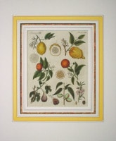 �ե꡼�ɥ�ҡ���ϥ󡦥楹�ƥ��󡦥٥�ȥ����� �־�ǯɴ�ʿ޴ա׿�ʪ�� 1792ǯ��1830ǯ No.PL8