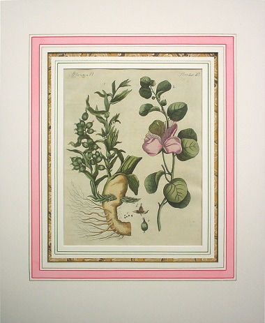 フリードリヒ・ヨハン・ユスティン・ベルトゥーフ 「少年百科図鑑」植物編 1792年－1830年 No.PL11 古版画,ボタニカルアート