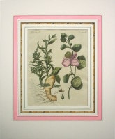 �ե꡼�ɥ�ҡ���ϥ󡦥楹�ƥ��󡦥٥�ȥ����� �־�ǯɴ�ʿ޴ա׿�ʪ�� 1792ǯ��1830ǯ No.PL11