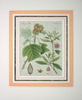 �ե꡼�ɥ�ҡ���ϥ󡦥楹�ƥ��󡦥٥�ȥ����� �־�ǯɴ�ʿ޴ա׿�ʪ�� 1792ǯ��1830ǯ No.PL53