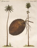 �ե꡼�ɥ�ҡ���ϥ󡦥楹�ƥ��󡦥٥�ȥ����� �־�ǯɴ�ʿ޴ա׿�ʪ�� 1792ǯ��1830ǯ No.PL36