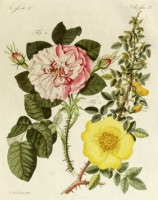 �ե꡼�ɥ�ҡ���ϥ󡦥楹�ƥ��󡦥٥�ȥ����� �־�ǯɴ�ʿ޴աץХ��� 1792ǯ��1830ǯ No.RS5