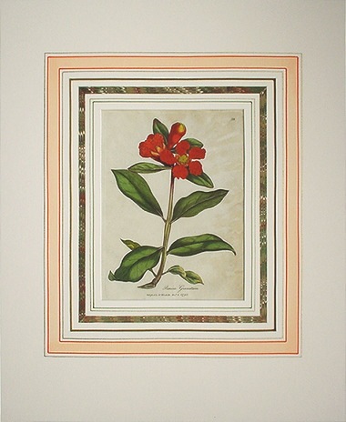 ウィリアム・ウッドヴィル 「薬用植物図譜」 1790年－95年 No.58 | 古