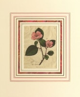 希少☆スペシャルオーダー☆カスタマイズ　クリストフル　ヴァンドーム　アルカンシア クリストフル シェル（ヴァンドームアルカンシア VendomeArcantia