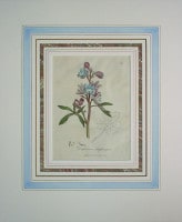 �����ꥢ�ࡦ���åɥ����� �����ѿ�ʪ����� 1790ǯ��95ǯ No.154