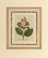 �����ꥢ�ࡦ���åɥ����� �����ѿ�ʪ����� 1790ǯ��95ǯ No.201