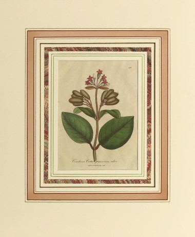 ウィリアム・ウッドヴィル 「薬用植物図譜」 1790年-95年 No.201 古版画,ボタニカルアート18世紀以前,ウッドヴィル「薬用植物