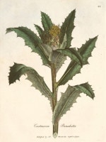 �����ꥢ�ࡦ���åɥ����� �����ѿ�ʪ����� 1790ǯ��95ǯ No.42