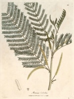 �����ꥢ�ࡦ���åɥ����� �����ѿ�ʪ����� 1790ǯ��95ǯ No.66