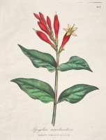 �����ꥢ�ࡦ���åɥ����� �����ѿ�ʪ����� 1790ǯ��95ǯ No.105