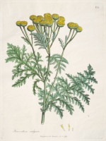 �����ꥢ�ࡦ���åɥ����� �����ѿ�ʪ����� 1790ǯ��95ǯ No.115