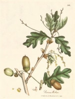 �����ꥢ�ࡦ���åɥ����� �����ѿ�ʪ����� 1790ǯ��95ǯ No.126