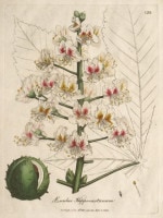 �����ꥢ�ࡦ���åɥ����� �����ѿ�ʪ����� 1790ǯ��95ǯ No.128