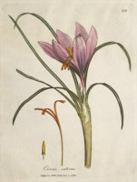 �����ꥢ�ࡦ���åɥ����� �����ѿ�ʪ����� 1790ǯ��95ǯ No.176