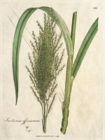 �����ꥢ�ࡦ���åɥ����� �����ѿ�ʪ����� 1790ǯ��95ǯ No.196