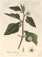 �����ꥢ�ࡦ���åɥ����� �����ѿ�ʪ����� 1790ǯ��95ǯ No.224