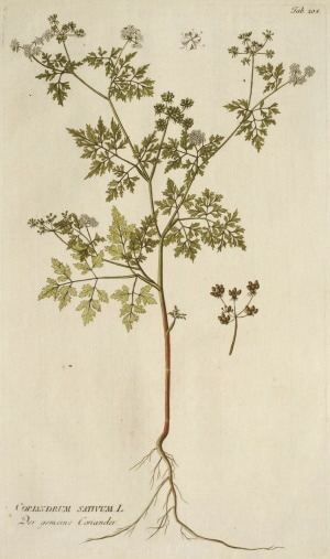 ヨーゼフ・ヤーコップ・プレンク 「薬用植物写生図譜」 1788年－1812年 No.204 古版画,ボタニカルアート18世紀以前,プレンク