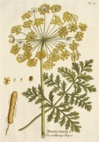 �衼���ա��䡼���åס��ץ�� �����ѿ�ʪ��������� 1788ǯ��1812ǯ No.219