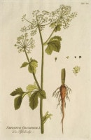�衼���ա��䡼���åס��ץ�� �����ѿ�ʪ��������� 1788ǯ��1812ǯ No.220