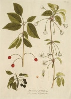 �衼���ա��䡼���åס��ץ�� �����ѿ�ʪ��������� 1788ǯ��1812ǯ No.377