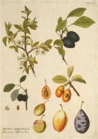�衼���ա��䡼���åס��ץ�� �����ѿ�ʪ��������� 1788ǯ��1812ǯ No.379