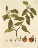 �衼���ա��䡼���åס��ץ�� �����ѿ�ʪ��������� 1788ǯ��1812ǯ No.393
