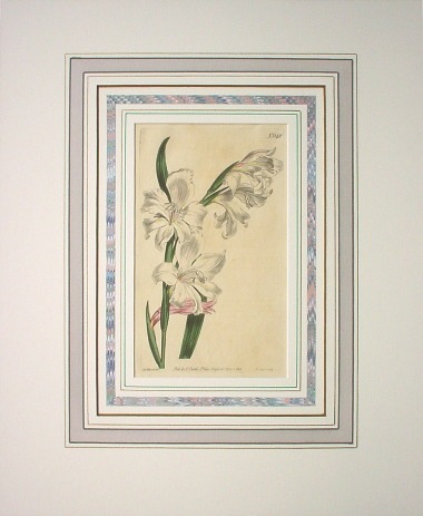 ウイリアム・カーティスの銅版画 手彩色 1808年 (複製ではありません 